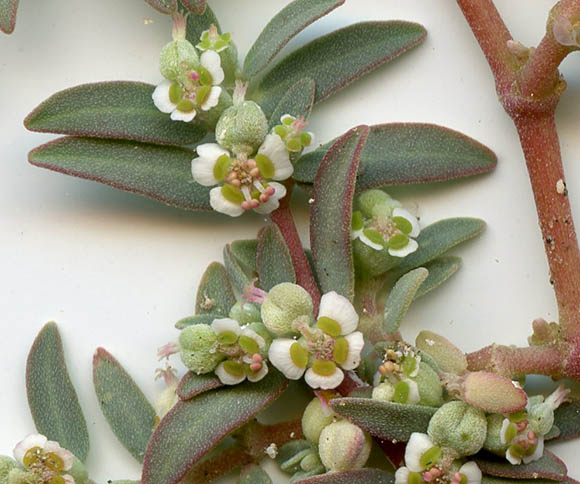  Euphorbia pediculifera var. pediculifera